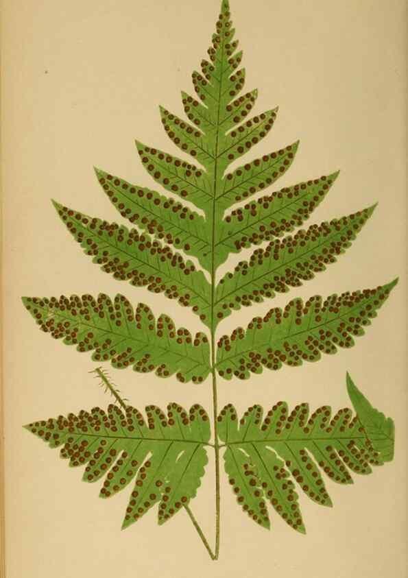Reproducción/Reproduction 49627505977: Ferns: British and exotic.... London,Groombridge and Sons,1856-60.. 