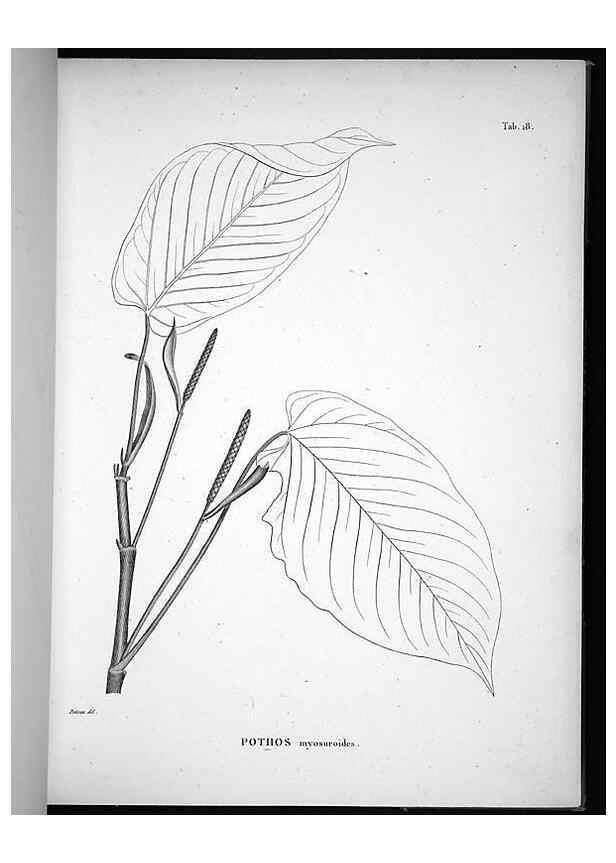 Reproducción/Reproduction 49556610612: Nova genera et species plantarum :. Antverpiae :Ex officina Christophori Plantini ...,1576.. 