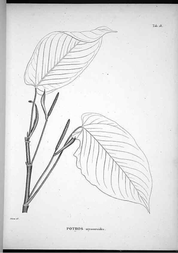 Reproducción/Reproduction 49556610612: Nova genera et species plantarum :. Antverpiae :Ex officina Christophori Plantini ...,1576.. 