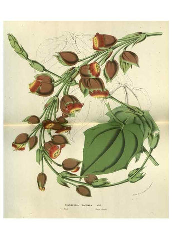Reproducción/Reproduction 49588877192: Flore des serres et des jardins de l'Europe. A Gand :chez Louis van Houtte, eÌditeur,1845-1880.. 