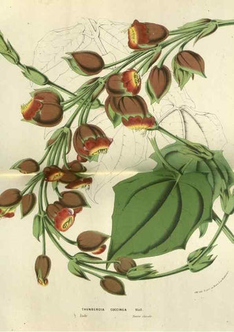 Reproducción/Reproduction 49588877192: Flore des serres et des jardins de l'Europe. A Gand :chez Louis van Houtte, eÌditeur,1845-1880.. 