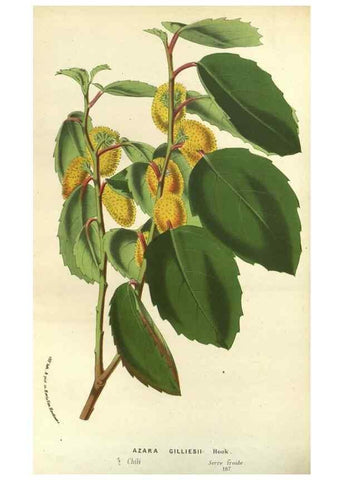 Reproducción/Reproduction 49588876852: Flore des serres et des jardins de l'Europe. A Gand :chez Louis van Houtte, eÌditeur,1845-1880.. 