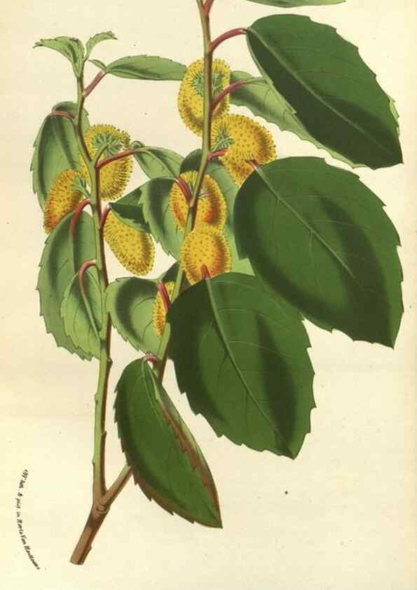 Reproducción/Reproduction 49588876852: Flore des serres et des jardins de l'Europe. A Gand :chez Louis van Houtte, eÌditeur,1845-1880.. 