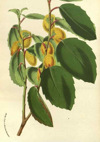 Reproducción/Reproduction 49588876852: Flore des serres et des jardins de l'Europe. A Gand :chez Louis van Houtte, eÌditeur,1845-1880.. 