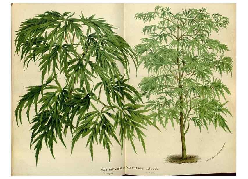 Reproducción/Reproduction 49587765373: Flore des serres et des jardins de l'Europe. A Gand :chez Louis van Houtte, eÌditeur,1845-1880.. 
