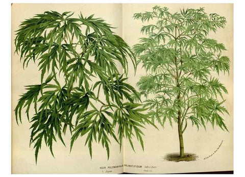 Reproducción/Reproduction 49587765373: Flore des serres et des jardins de l'Europe. A Gand :chez Louis van Houtte, eÌditeur,1845-1880.. 