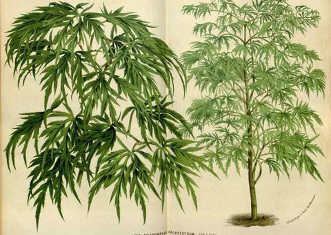 Reproducción/Reproduction 49587765373: Flore des serres et des jardins de l'Europe. A Gand :chez Louis van Houtte, eÌditeur,1845-1880.. 