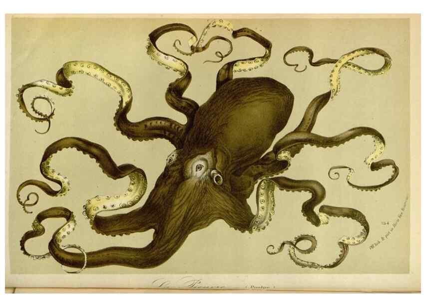 Reproducción/Reproduction 49588503137: Flore des serres et des jardins de l'Europe. A Gand :chez Louis van Houtte, eÌditeur,1845-1880.. 