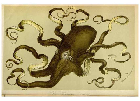 Reproducción/Reproduction 49588503137: Flore des serres et des jardins de l'Europe. A Gand :chez Louis van Houtte, eÌditeur,1845-1880.. 