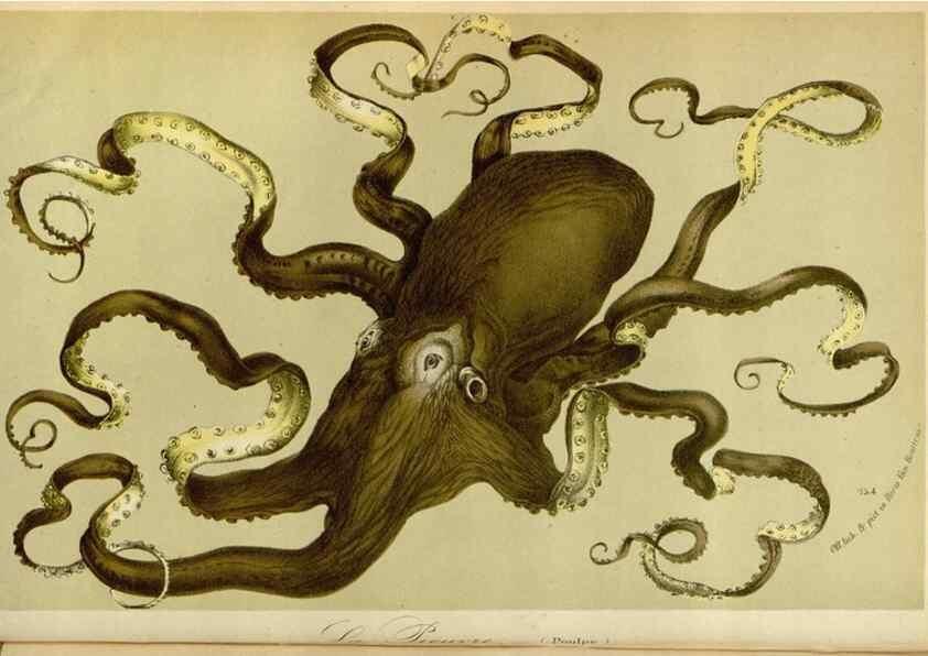 Reproducción/Reproduction 49588503137: Flore des serres et des jardins de l'Europe. A Gand :chez Louis van Houtte, eÌditeur,1845-1880.. 