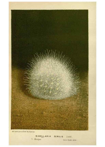 Reproducción/Reproduction 49588503562: Flore des serres et des jardins de l'Europe. A Gand :chez Louis van Houtte, eÌditeur,1845-1880.. 