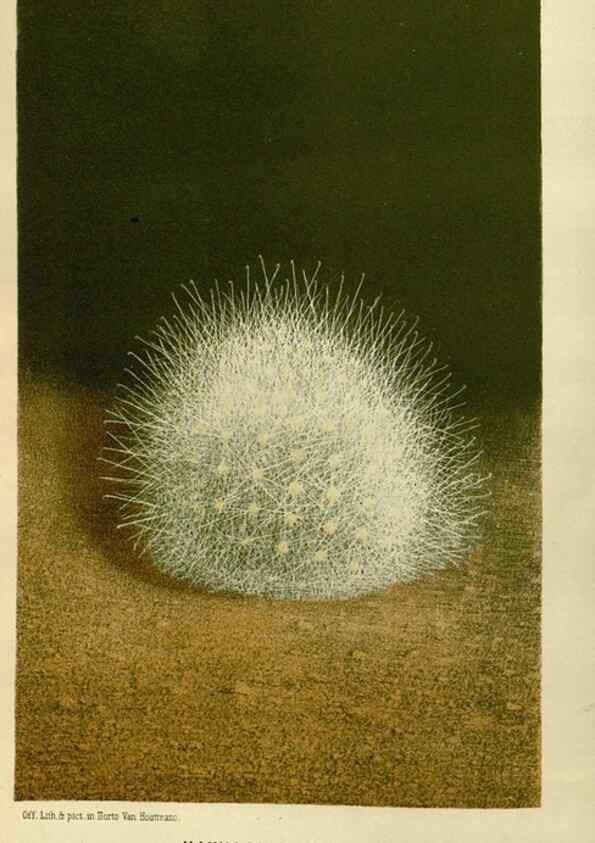 Reproducción/Reproduction 49588503562: Flore des serres et des jardins de l'Europe. A Gand :chez Louis van Houtte, eÌditeur,1845-1880.. 