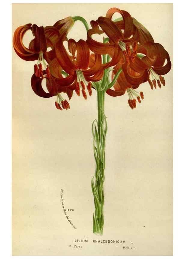 Reproducción/Reproduction 49588259806: Flore des serres et des jardins de l'Europe. A Gand :chez Louis van Houtte, eÌditeur,1845-1880.. 