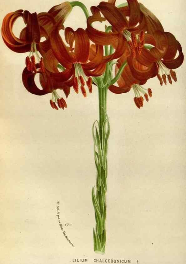 Reproducción/Reproduction 49588259806: Flore des serres et des jardins de l'Europe. A Gand :chez Louis van Houtte, eÌditeur,1845-1880.. 