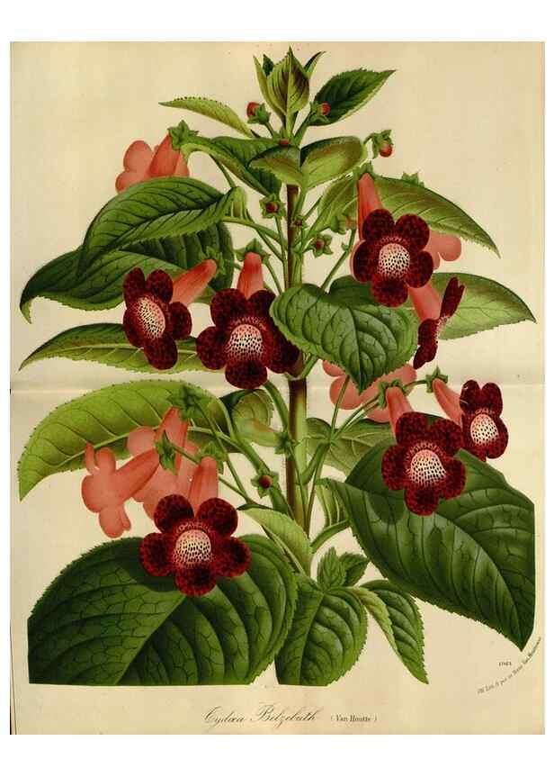 Reproducción/Reproduction 49588504072: Flore des serres et des jardins de l'Europe. A Gand :chez Louis van Houtte, eÌditeur,1845-1880.. 