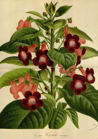 Reproducción/Reproduction 49588504072: Flore des serres et des jardins de l'Europe. A Gand :chez Louis van Houtte, eÌditeur,1845-1880.. 