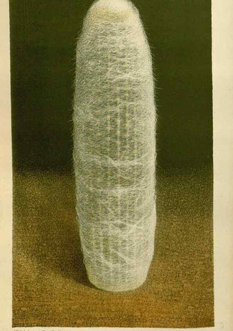 Reproducción/Reproduction 49588260856: Flore des serres et des jardins de l'Europe. A Gand :chez Louis van Houtte, eÌditeur,1845-1880.. 