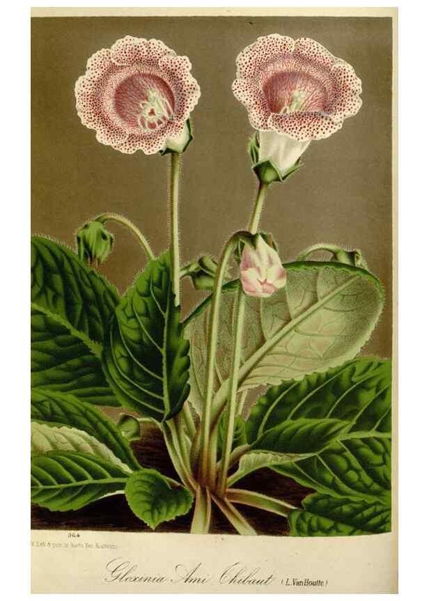 Reproducción/Reproduction 49588261306: Flore des serres et des jardins de l'Europe. A Gand :chez Louis van Houtte, eÌditeur,1845-1880.. 