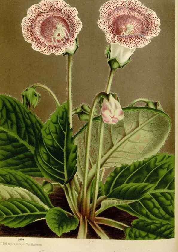 Reproducción/Reproduction 49588261306: Flore des serres et des jardins de l'Europe. A Gand :chez Louis van Houtte, eÌditeur,1845-1880.. 