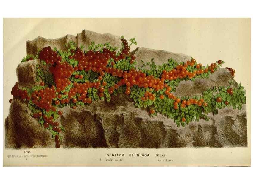 Reproducción/Reproduction 49587767948: Flore des serres et des jardins de l'Europe. A Gand :chez Louis van Houtte, eÌditeur,1845-1880.. 