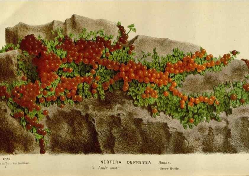 Reproducción/Reproduction 49587767948: Flore des serres et des jardins de l'Europe. A Gand :chez Louis van Houtte, eÌditeur,1845-1880.. 