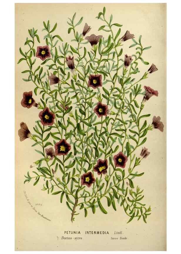 Reproducción/Reproduction 49587768298: Flore des serres et des jardins de l'Europe. A Gand :chez Louis van Houtte, eÌditeur,1845-1880.. 