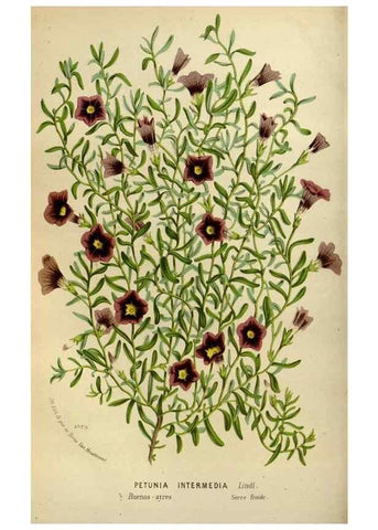 Reproducción/Reproduction 49587768298: Flore des serres et des jardins de l'Europe. A Gand :chez Louis van Houtte, eÌditeur,1845-1880.. 