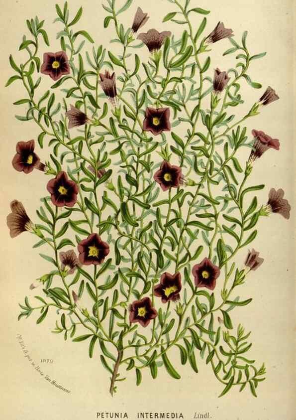 Reproducción/Reproduction 49587768298: Flore des serres et des jardins de l'Europe. A Gand :chez Louis van Houtte, eÌditeur,1845-1880.. 