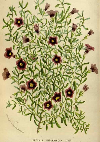 Reproducción/Reproduction 49587768298: Flore des serres et des jardins de l'Europe. A Gand :chez Louis van Houtte, eÌditeur,1845-1880.. 