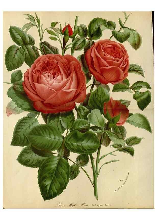Reproducción/Reproduction 49587768598: Flore des serres et des jardins de l'Europe. A Gand :chez Louis van Houtte, eÌditeur,1845-1880.. 