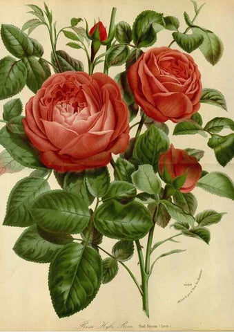 Reproducción/Reproduction 49587768598: Flore des serres et des jardins de l'Europe. A Gand :chez Louis van Houtte, eÌditeur,1845-1880.. 
