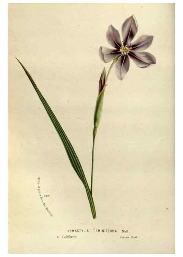 Reproducción/Reproduction 49587768968: Flore des serres et des jardins de l'Europe. A Gand :chez Louis van Houtte, eÌditeur,1845-1880.. 