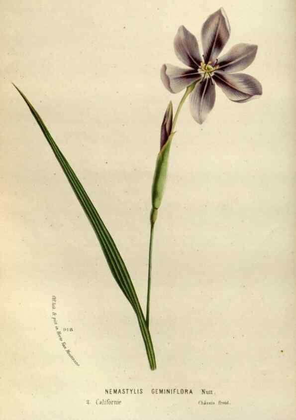 Reproducción/Reproduction 49587768968: Flore des serres et des jardins de l'Europe. A Gand :chez Louis van Houtte, eÌditeur,1845-1880.. 
