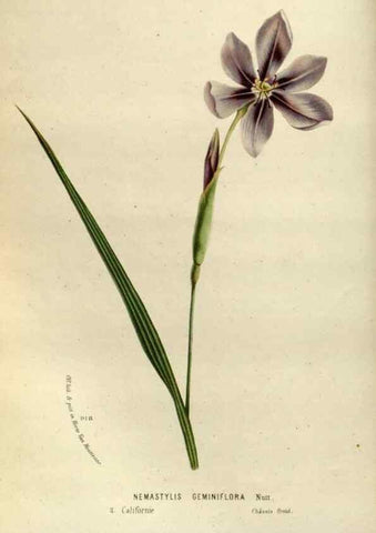 Reproducción/Reproduction 49587768968: Flore des serres et des jardins de l'Europe. A Gand :chez Louis van Houtte, eÌditeur,1845-1880.. 