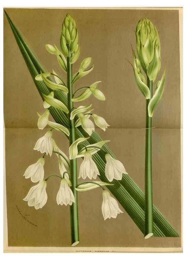 Reproducción/Reproduction 49588263236: Flore des serres et des jardins de l'Europe. A Gand :chez Louis van Houtte, eÌditeur,1845-1880.. 