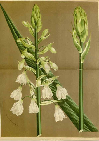Reproducción/Reproduction 49588263236: Flore des serres et des jardins de l'Europe. A Gand :chez Louis van Houtte, eÌditeur,1845-1880.. 