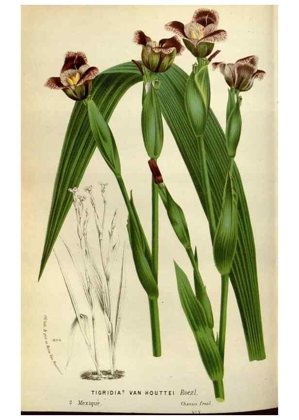 Reproducción/Reproduction 49588507417: Flore des serres et des jardins de l'Europe. A Gand :chez Louis van Houtte, eÌditeur,1845-1880.. 