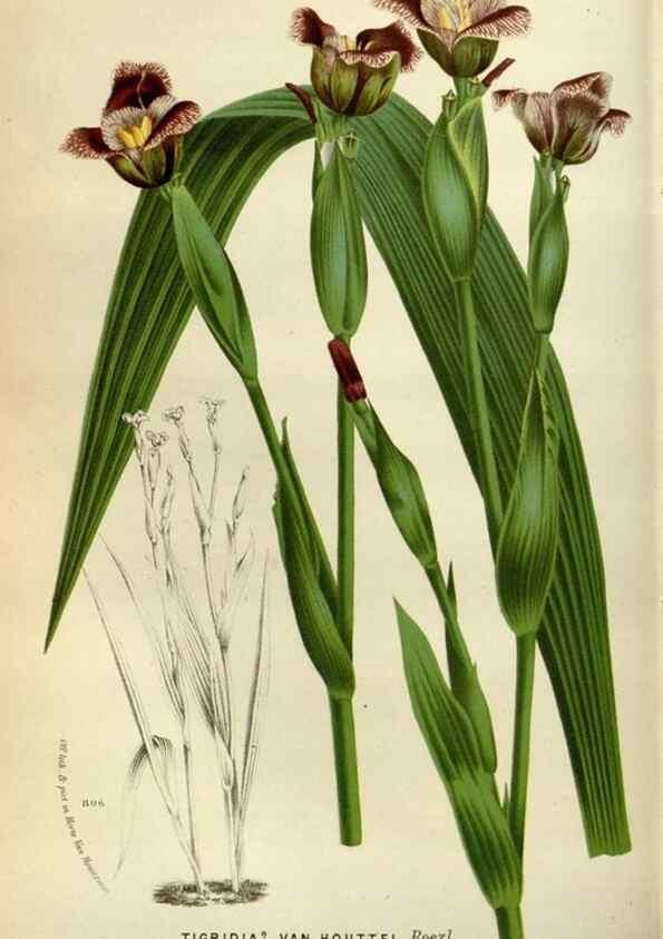 Reproducción/Reproduction 49588507417: Flore des serres et des jardins de l'Europe. A Gand :chez Louis van Houtte, eÌditeur,1845-1880.. 