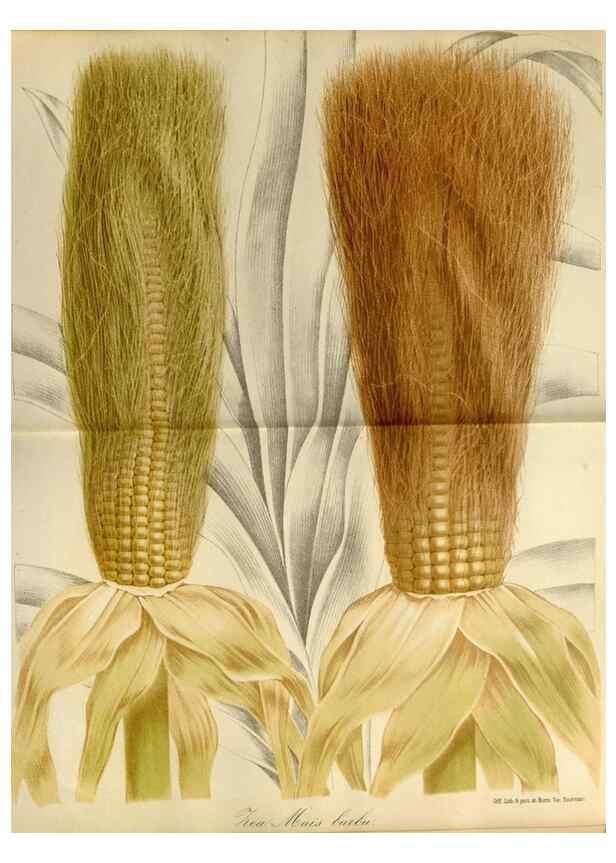 Reproducción/Reproduction 49587765123: Flore des serres et des jardins de l'Europe. A Gand :chez Louis van Houtte, eÌditeur,1845-1880.. 