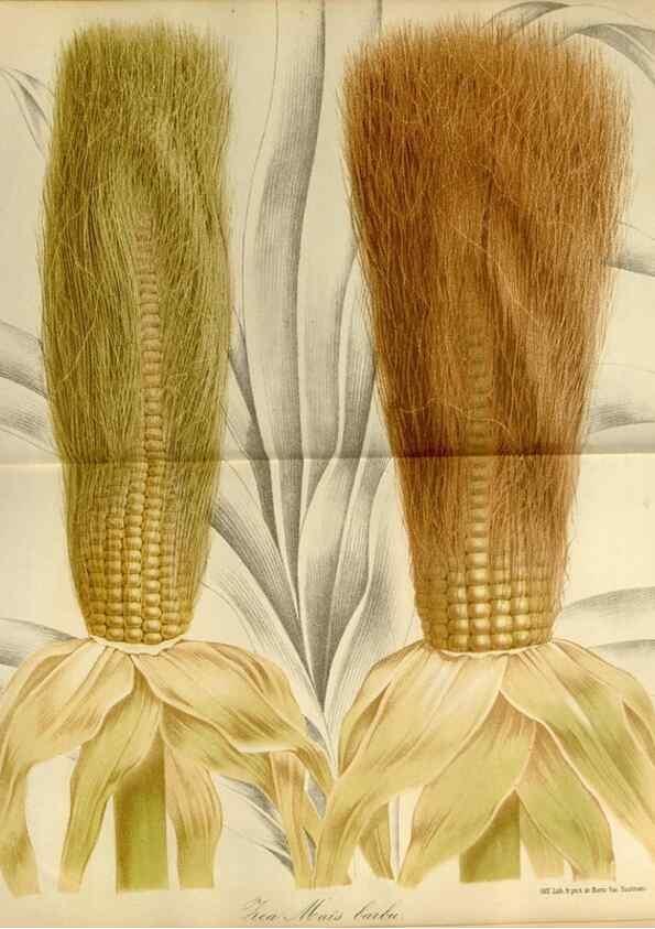 Reproducción/Reproduction 49587765123: Flore des serres et des jardins de l'Europe. A Gand :chez Louis van Houtte, eÌditeur,1845-1880.. 