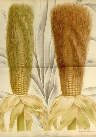 Reproducción/Reproduction 49587765123: Flore des serres et des jardins de l'Europe. A Gand :chez Louis van Houtte, eÌditeur,1845-1880.. 