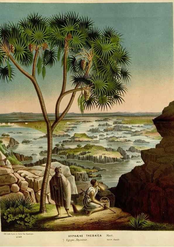 Reproducción/Reproduction 49588502352: Flore des serres et des jardins de l'Europe. A Gand :chez Louis van Houtte, eÌditeur,1845-1880.. 