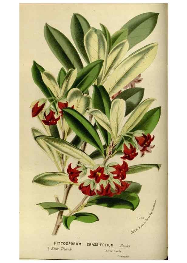 Reproducción/Reproduction 49587764438: Flore des serres et des jardins de l'Europe. A Gand :chez Louis van Houtte, eÌditeur,1845-1880.. 