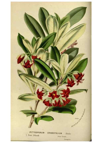 Reproducción/Reproduction 49587764438: Flore des serres et des jardins de l'Europe. A Gand :chez Louis van Houtte, eÌditeur,1845-1880.. 