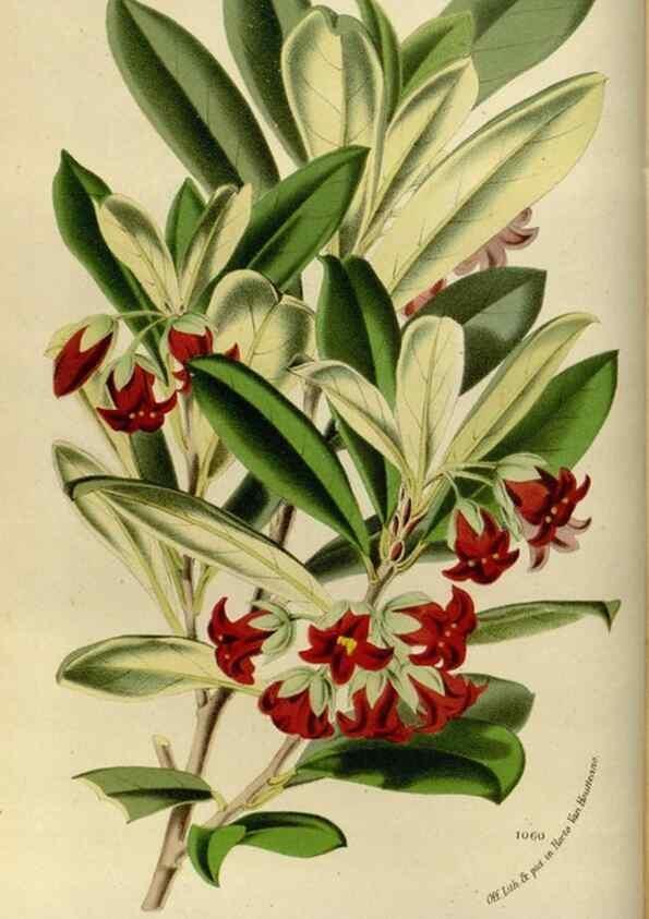 Reproducción/Reproduction 49587764438: Flore des serres et des jardins de l'Europe. A Gand :chez Louis van Houtte, eÌditeur,1845-1880.. 