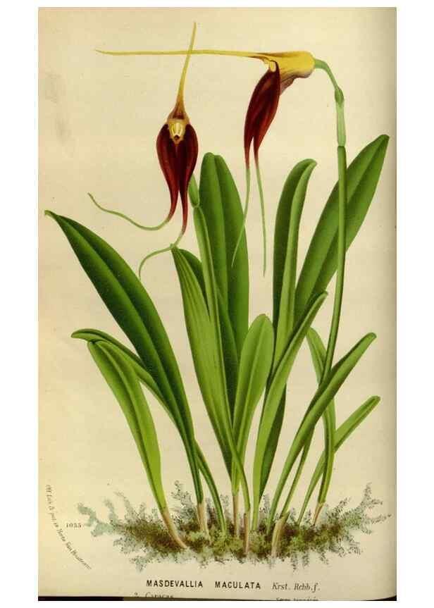 Reproducción/Reproduction 49587764088: Flore des serres et des jardins de l'Europe. A Gand :chez Louis van Houtte, eÌditeur,1845-1880.. 