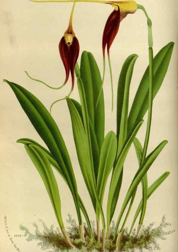 Reproducción/Reproduction 49587764088: Flore des serres et des jardins de l'Europe. A Gand :chez Louis van Houtte, eÌditeur,1845-1880.. 