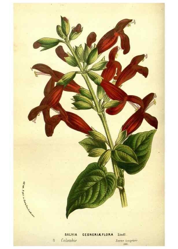 Reproducción/Reproduction 49587640653: Flore des serres et des jardins de l'Europe. A Gand :chez Louis van Houtte, eÌditeur,1845-1880.. 