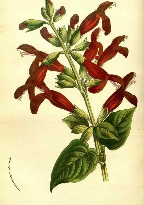 Reproducción/Reproduction 49587640653: Flore des serres et des jardins de l'Europe. A Gand :chez Louis van Houtte, eÌditeur,1845-1880.. 