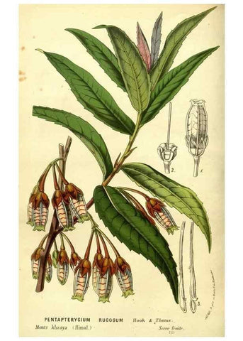 Reproducción/Reproduction 49587641098: Flore des serres et des jardins de l'Europe. A Gand :chez Louis van Houtte, eÌditeur,1845-1880.. 